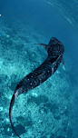 Some people feel the rain. Others just get wet., funkysafari: Whale Shark, Belize [x]