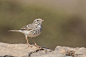 伯氏鹨 Anthus berthelotii 雀形目 鹡鸰科 鹨属
Bisbita - Berthelot's Pipit by Rafael Sanchez Sanchez on 500px