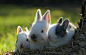 一组超级萌的可爱小兔子摄影 - 设计师的网上家园！www.cndesign.com