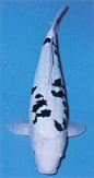 Doitsu Shiro Bekko - white (Shiro) koi with black tortoise shell (Bekko) markings that appear above the lateral line and no scales other than enlarged scales along the lateral line & two lines running either side of the dorsal fin (Doitsu)