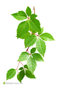 藤蔓类植物绿叶素材高清摄影图片素材