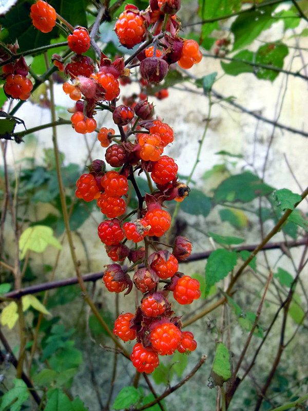 山莓（学名：Rubus corchori...