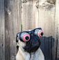 pug googly eyes