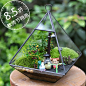 玻璃龙猫苔藓微景观多肉花盆景植物盆栽创意苔藓生态瓶办公室绿植