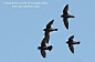 白枕黑雨燕 (Streptoprocne semicollaris)雨燕目 雨燕科 白领黑雨燕属
White-naped Swift (Streptoprocne semicollaris)   by birdinnet, via Flickr