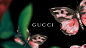 Gucci Official Site United States : Gucci Official Site United States