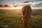 Photograph Cattle Sunset by Tesni Ward on 500px