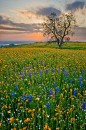 Wildflowers, Arvin, California