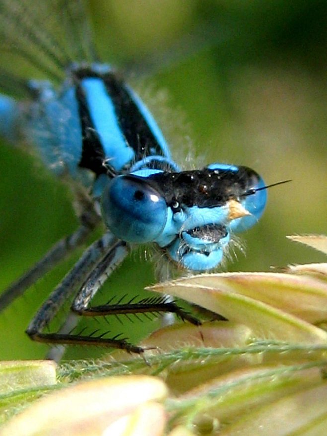 Blue Damselfly by ir...