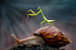 Photograph mantis and snail by  Hendy Mp on 500px