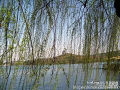 Wxp421421采集到杭州--西湖的春天,旅行, 