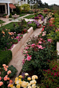 A beautiful rose garden with all colors of roses! http://flowersgifts.labellabaskets.com faragmoghaddassi@yahoo.com: