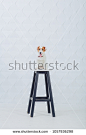 Cute small jack russell terrier puppy dog sitting on a black stool over white background and looking at the camera. Pets indoors