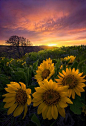 fields full of sunflowers #春暖花开# #摄影师# #小清新#