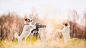 General 1920x1080 nature animals dog camera sunlight depth of field mammals outdoors