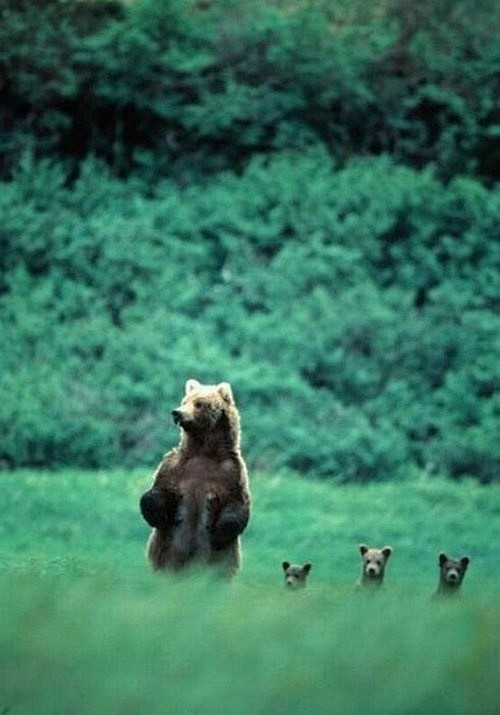 Art Bear family insa...