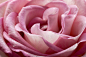 植物；玫瑰；玫瑰田；玫瑰花；真实玫瑰；唯美背景；唯美植物；玫瑰精油；桌面背景