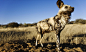 African Wild Dog