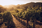 Photograph Hess Vineyards Napa Valley by Matthias Klappenbach on 500px