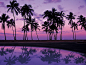 瓦胡岛：日落中的棕榈树。