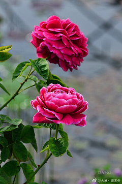 晴空雨々采集到花顏错