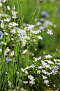 Spring meadow.: 