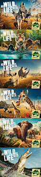 澳洲动物园的新广告 【As Wild as Life gets !!!】 让生命如同野生动物一样狂野