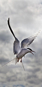 Arctic Tern in Flight © Paul Gadd - A small, slender white bird, the Arctic Tern is well known for its long yearly migration. Its travel from its Arctic breeding grounds to its wintering grounds off of Antarctica may cover perhaps 40,000 km (25,000 mi), a