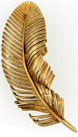 golden feather: 