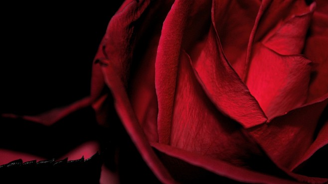 高清晰红色爱情玫瑰桌面壁纸下载封面大图