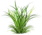 植物PNG 小草png