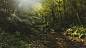 General 2560x1440 landscape nature forest river