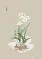 #365天生日花# 1月13日 水仙 (Narcissus) 
花语 : 自我