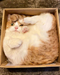 盒子里的猫 ​​​​