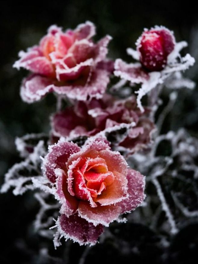 霜冻的玫瑰。