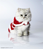 可爱猫咪-穿着圣诞衣服的猫咪