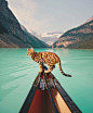 Suki可不是一只简单的虎斑猫，而是一名冒险家。她的铲屎官 Martina Gutfreund用摄影作品在Instagram上记录了加拿大湖泊和山脉上冒险旅行。