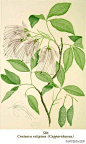 手绘植物图