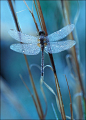 Dragonfly by the Photographer ~ Patrick Zephyr.  'Waiting in the Sun'.: 