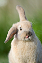 【可爱兔子图片】会吐舌头的搞怪兔子你见过吗？