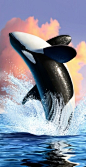 Orca  byJerry LoFaro