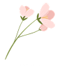 花卉 矢量 装饰 花朵 叶子 PNG素材