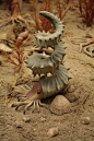 Wonderful Helioceras heteromorph ammonite!