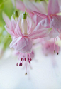 粉红的花，淡粉红色和糖果
pink flowers, pastel pink and candy