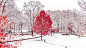 General 1920x1080 winter snow trees forest park leaves