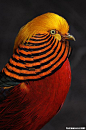 Chinese Golden Pheasant