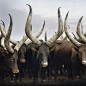 artafrica:

©Daniel Naudé, Group of Ankole cattle. Kiruhura district, Western Region, Uganda, 2012
