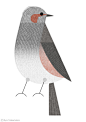 Bird Handbook : Illustrations for Bird Handbook, a leaflet introducing birds living in Tokyo. 