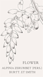 艳山姜Alpinia zerumbet (Pers.) Burtt. et Smith .别称艳山红、草寇、月桃、玉桃、虎子花及熊竹兰等。