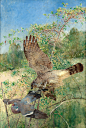 Bruno Liljefors (1860-1936)  -  Northern Goshawk and a Wood Pigeon